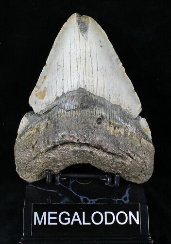Big, Heavy Megalodon Tooth - North Carolina #21655